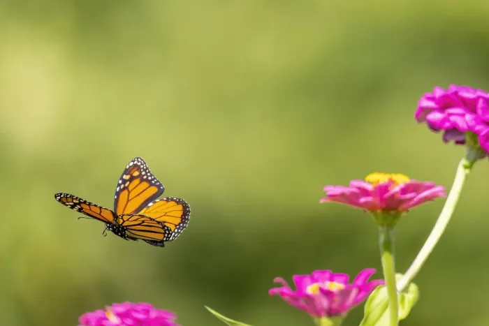 Framed Print : Monarch flying