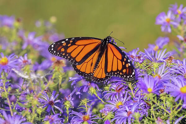 Monarch on Frikart's Aster, Marion County, Illinois. (Editorial Use Only)