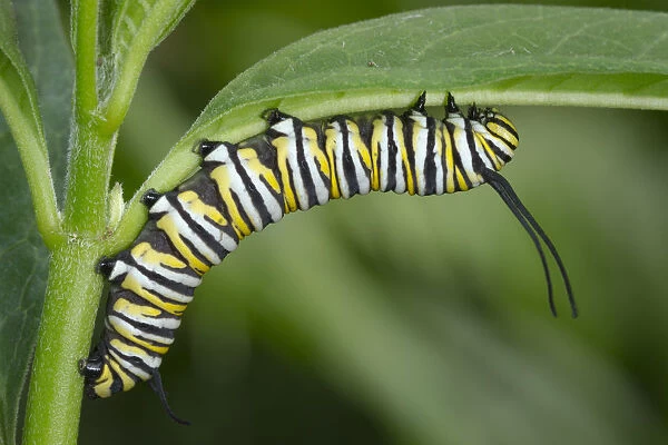 Monarch larvae or caterpillar, Danaus plexippus, Florida