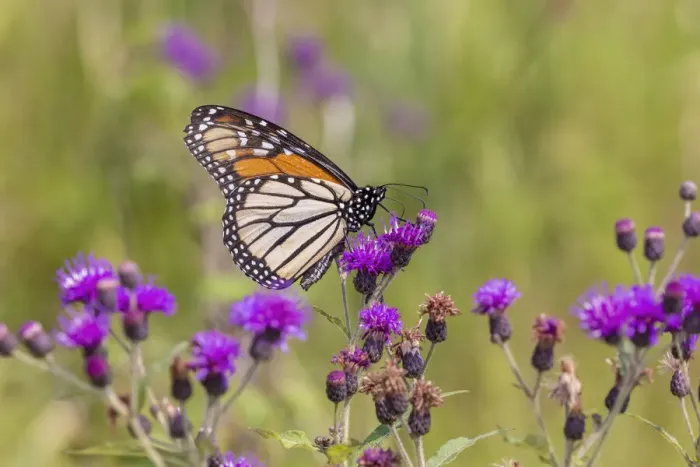 Framed Print : Monarch on Missouri Ironweed