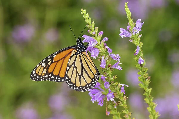 Monarch on Obedient Plant. Lawrence County, Illinois. (Editorial Use Only)