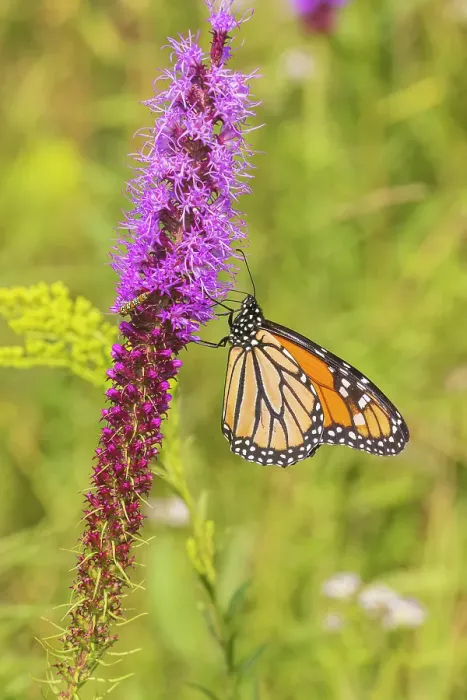 Framed Print : Monarch on prairie blazing star, Rock Cave Nature Preserve, Effingham County, Illinois Framed Print : Monarch on prairie blazing star, Rock Cave Nature Preserve, Effingham County, Illinois
