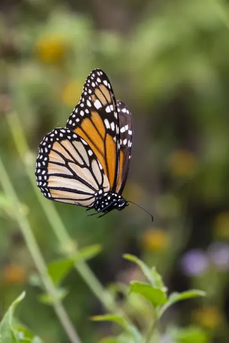 Framed Print : Monarch suspended in spider web Framed Print : Monarch suspended in spider web