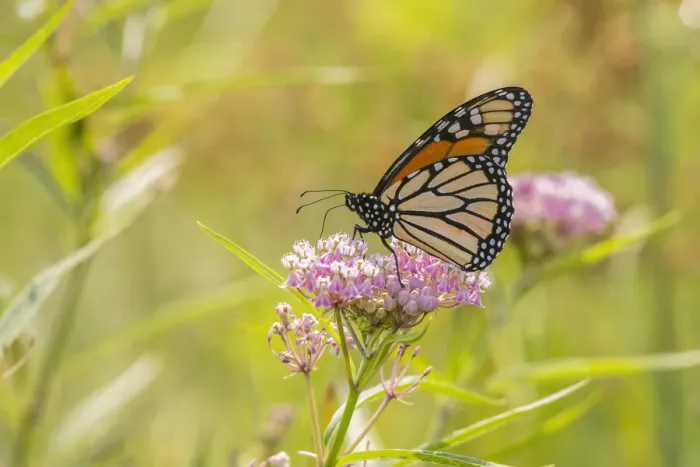 Framed Print : Monarch on swamp milkweed Framed Print : Monarch on swamp milkweed