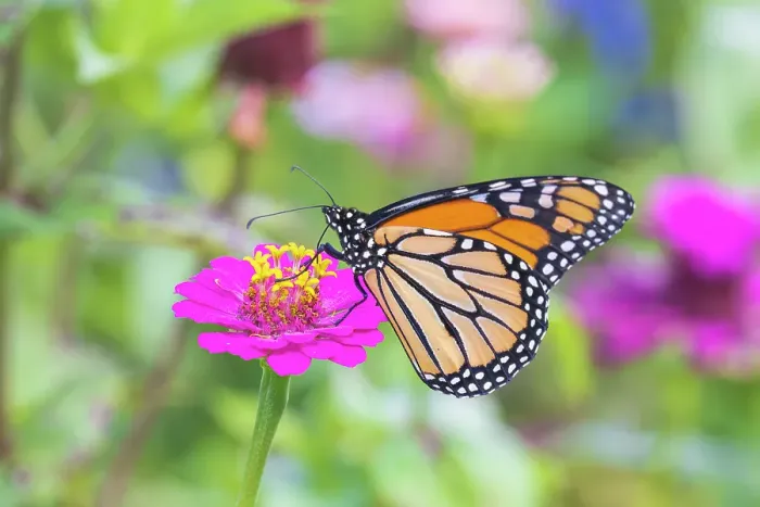 Framed Print : Monarch on zinnia, Marion County, Illinois Framed Print : Monarch on zinnia, Marion County, Illinois