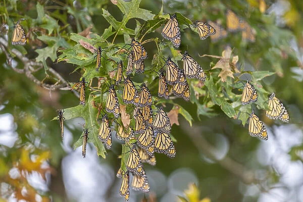 Monarchs gathering to roost in tree during migration south