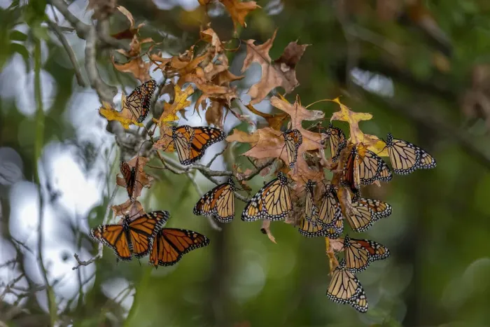 Framed Print : Monarchs gathering to roost in tree during migration south