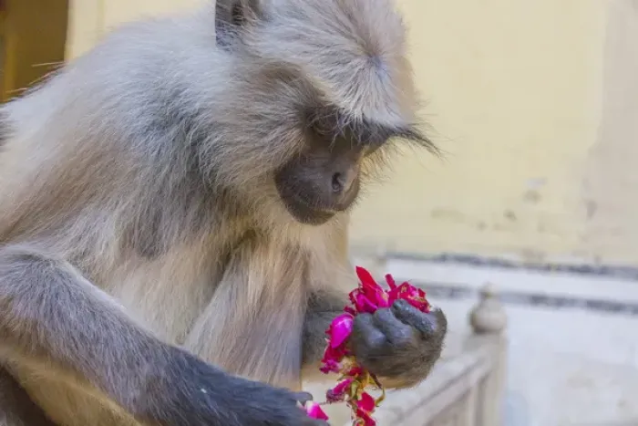 Framed Print : Monkey. Amber Fort. Jaipur. Rajasthan. India