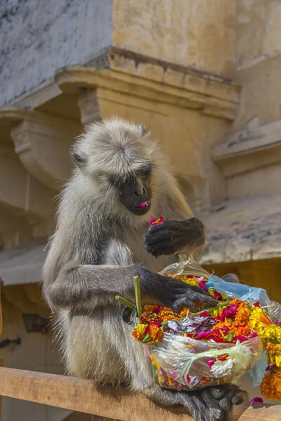 Monkey. Amber Fort. Jaipur. Rajasthan. India