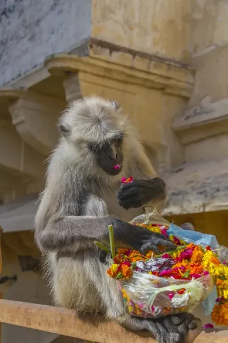 Framed Print : Monkey. Amber Fort. Jaipur. Rajasthan. India Framed Print : Monkey. Amber Fort. Jaipur. Rajasthan. India