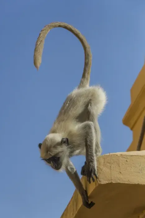 Framed Print : Monkey. Amber Fort. Jaipur. Rajasthan. India Framed Print : Monkey. Amber Fort. Jaipur. Rajasthan. India