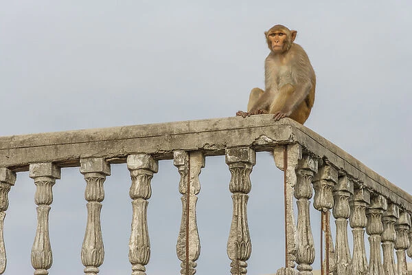 Monkey (rhesus macaque, Macaca mulatta), Varanasi, India