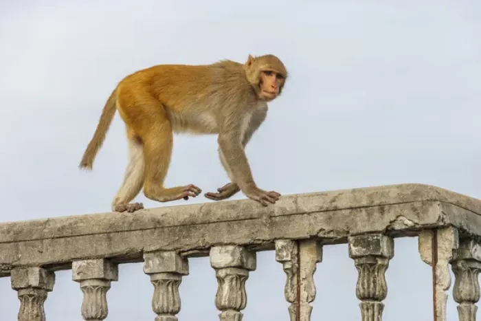 Framed Print : Monkey (rhesus macaque, Macaca mulatta), Varanasi, India