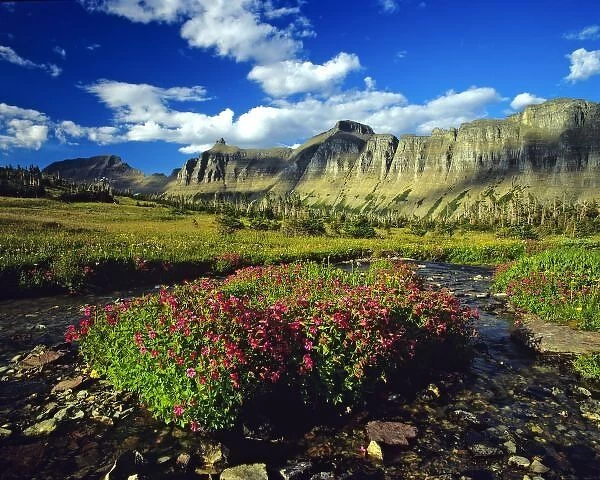 Monkeyflowers at Logan Pass in Glacier National Park in Montana