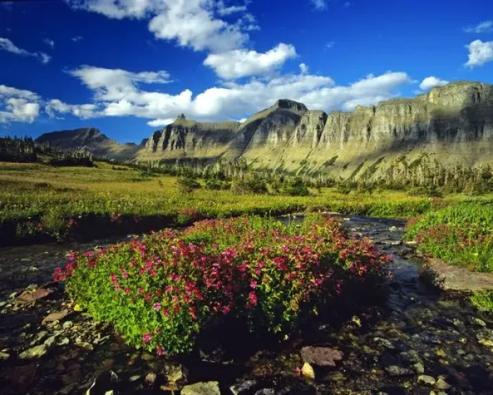 Framed Print : Monkeyflowers at Logan Pass in Glacier National Park in Montana Framed Print : Monkeyflowers at Logan Pass in Glacier National Park in Montana