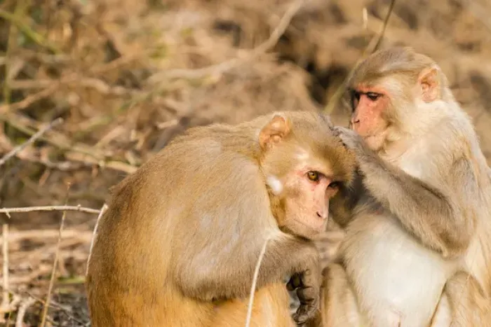 Framed Print : Monkeys. Keoladeo Ghana National Park. Unesco biosphere reserve. Rajasthan. India Framed Print : Monkeys. Keoladeo Ghana National Park. Unesco biosphere reserve. Rajasthan. India