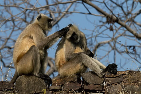 Monkeys. Ranthambore National Park, Sawai Madhopur. Rajasthan. India