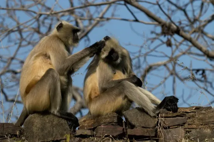 Framed Print : Monkeys. Ranthambore National Park, Sawai Madhopur. Rajasthan. India Framed Print : Monkeys. Ranthambore National Park, Sawai Madhopur. Rajasthan. India