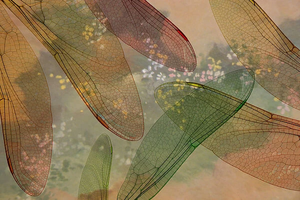 Montage abstract of dragonfly wings and flower background