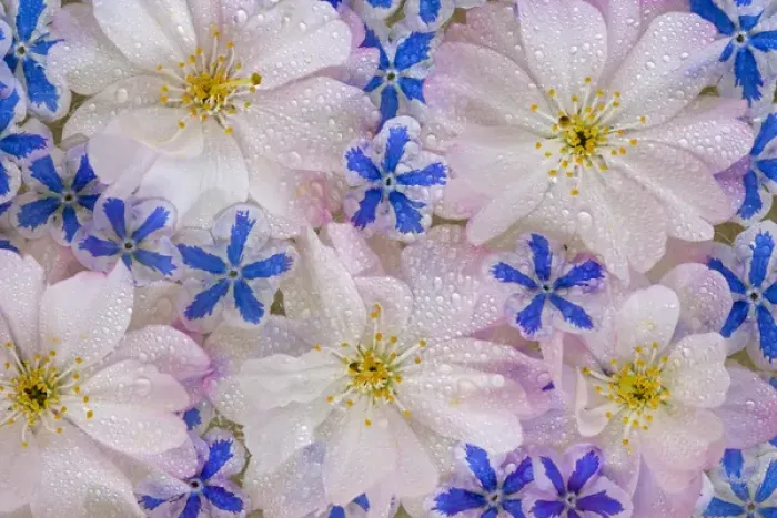 Framed Print : Montage of cherry blossoms and blue flowers with dew