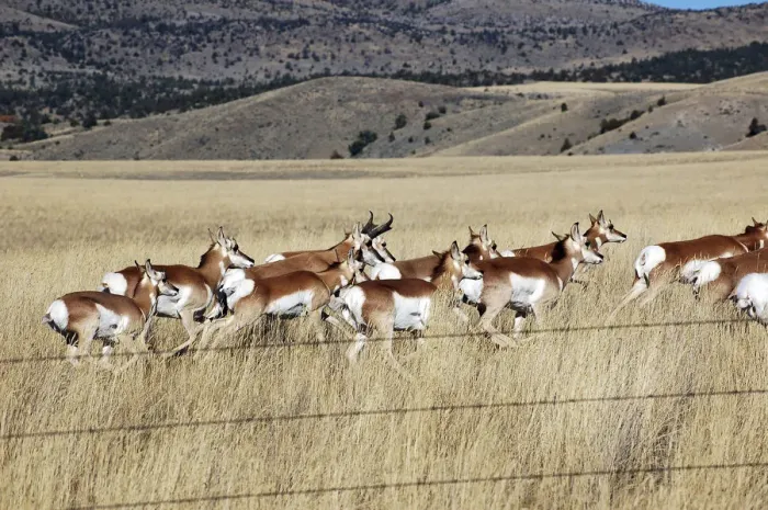 Framed Print : Montana, Three Forks. Herd of pronghorn (antelope) in a prairie Framed Print : Montana, Three Forks. Herd of pronghorn (antelope) in a prairie