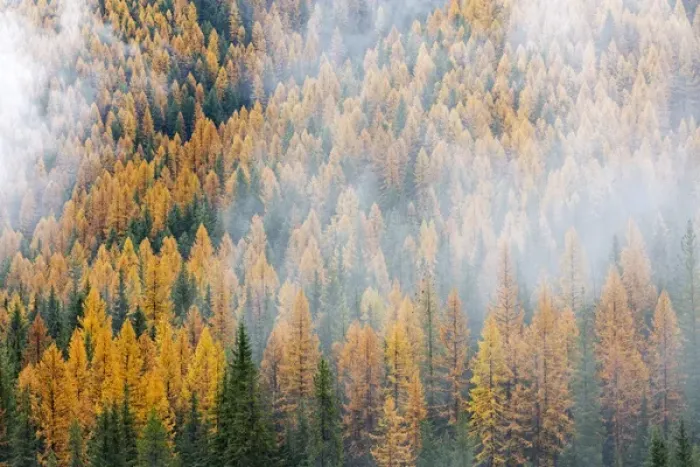 Framed Print : Montana, Lolo National Forest, golden larch trees in fog Framed Print : Montana, Lolo National Forest, golden larch trees in fog