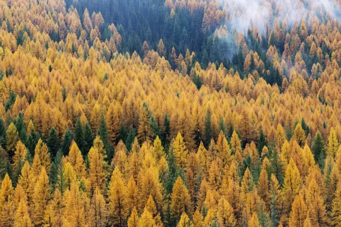 Framed Print : Montana, Lolo National Forest, golden larch trees in fog Framed Print : Montana, Lolo National Forest, golden larch trees in fog