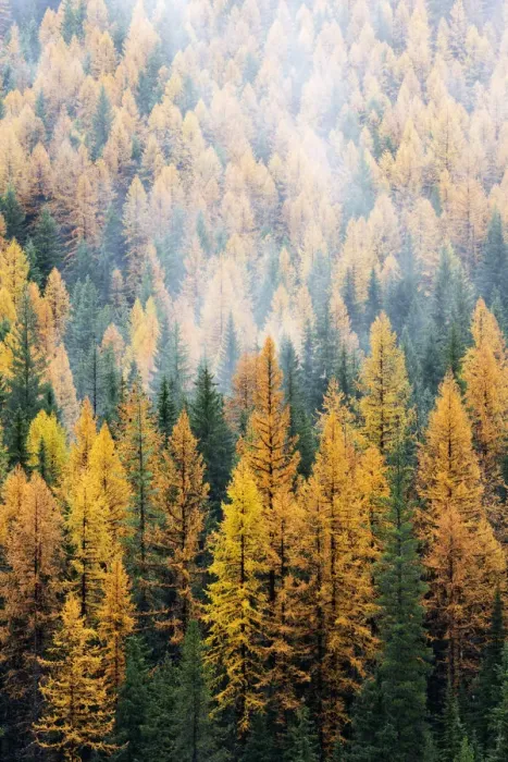 Framed Print : Montana, Lolo National Forest, golden larch trees in fog Framed Print : Montana, Lolo National Forest, golden larch trees in fog