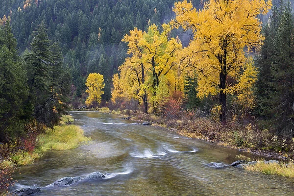 Montana, Mineral County, St. Regis River and trees with goldlen fall color