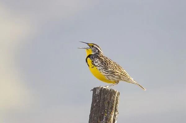 Montanas state bird the meadowlark sings on a fence post near Moiese Montana