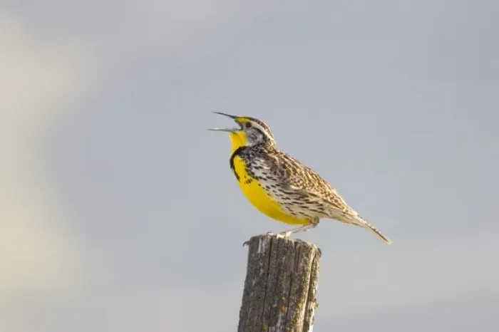 Framed Print : Montanas state bird the meadowlark sings on a fence post near Moiese Montana Framed Print : Montanas state bird the meadowlark sings on a fence post near Moiese Montana