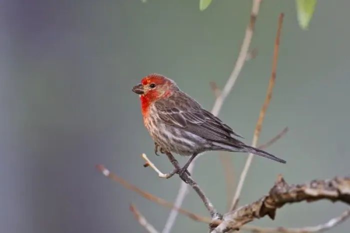 Framed Print : Monte Vista, Colorado, USA, House Finch (Carpodacus mexicanus) adult male