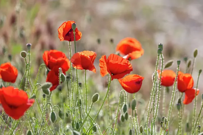 Framed Print : Montefrio, Granada, Andalusia, Spain. Wild poppies growing