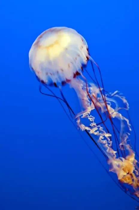 Framed Print : Monterey, California. Sea nettle jellyfish (chrysaora fuscescens) Monterey Aquarium Framed Print : Monterey, California. Sea nettle jellyfish (chrysaora fuscescens) Monterey Aquarium