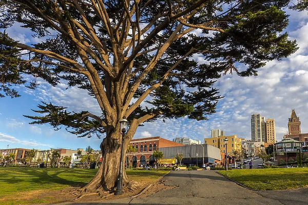 Monterey cypress tree in park in Fishermans Wharf in San Francisco, California, USA