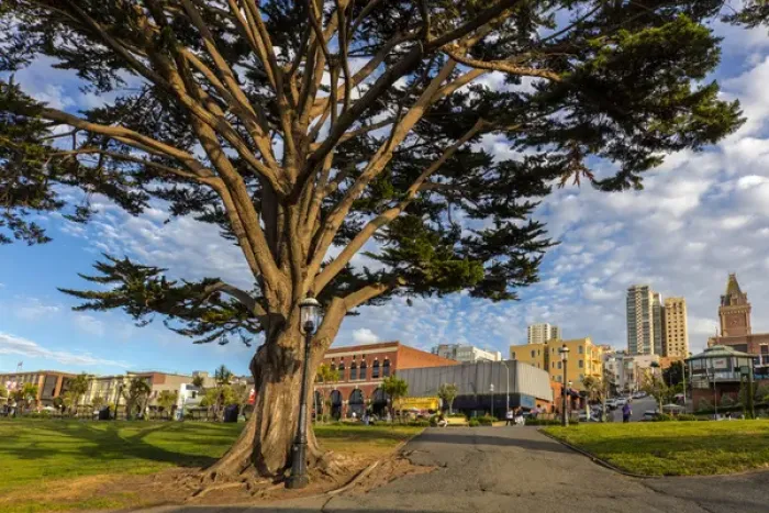 Framed Print : Monterey cypress tree in park in Fishermans Wharf in San Francisco, California, USA