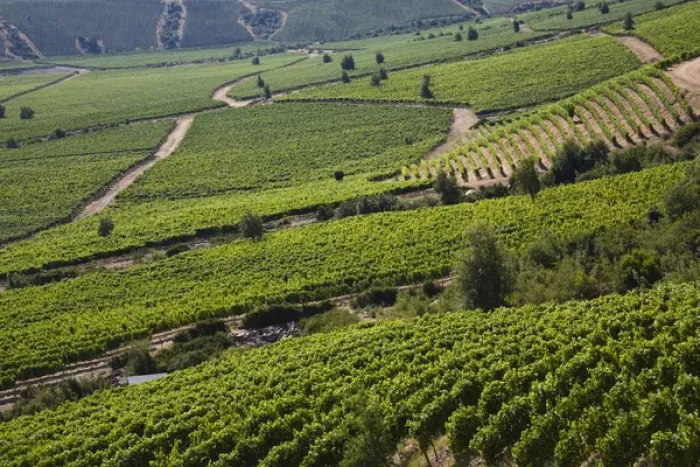 Framed Print : Montes vineyards, Colchagua Valley, Chile Framed Print : Montes vineyards, Colchagua Valley, Chile