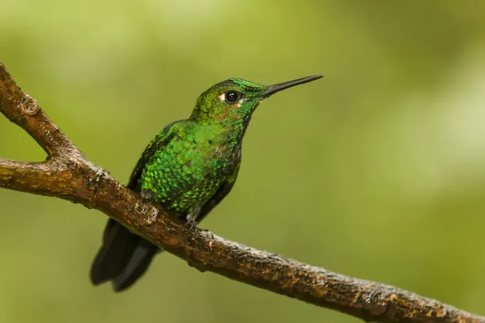 Framed Print : Monteverde National Park, Costa Rica. Green-crowned brilliant hummingbird (Heliodoxa Framed Print : Monteverde National Park, Costa Rica. Green-crowned brilliant hummingbird (Heliodoxa