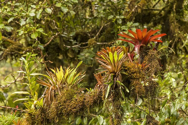 Monteverde National Park, Costa Rica. Bromeliads, ferns and moss growing on a large tree limb