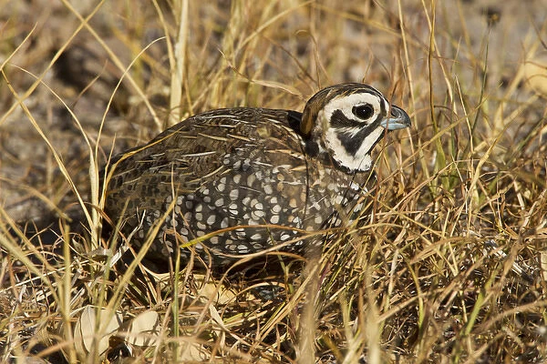 Montezuma Quail (Certonyx montezumae) male stand in grassy cover, Davis Mountains, Texas