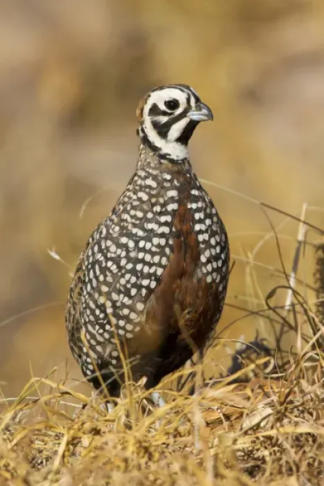 Framed Print : Montezuma Quail (Certonyx montezumae) male stand in grassy cover, Davis Mountains, Texas Framed Print : Montezuma Quail (Certonyx montezumae) male stand in grassy cover, Davis Mountains, Texas