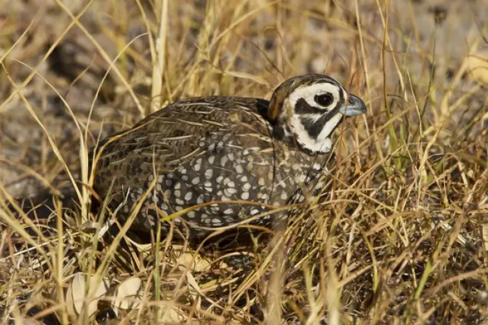 Framed Print : Montezuma Quail (Certonyx montezumae) male stand in grassy cover, Davis Mountains, Texas Framed Print : Montezuma Quail (Certonyx montezumae) male stand in grassy cover, Davis Mountains, Texas