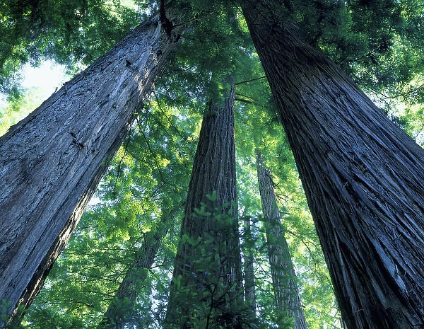 Montgomery Woods State Reserve, California. USA. Ancient redwoods (Sequoia sempervirons)