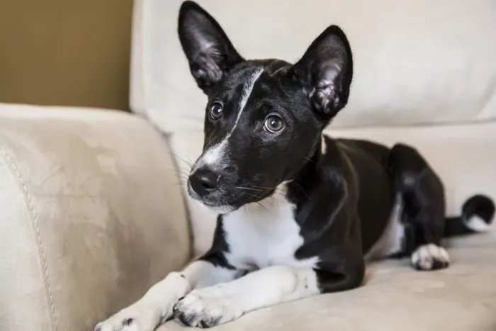 Framed Print : Three month old Basenji puppy reclining on a chair. (PR)
