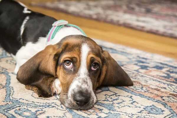 Three month old Basset puppy looking forlorn as she reclines on an area rug. (PR)