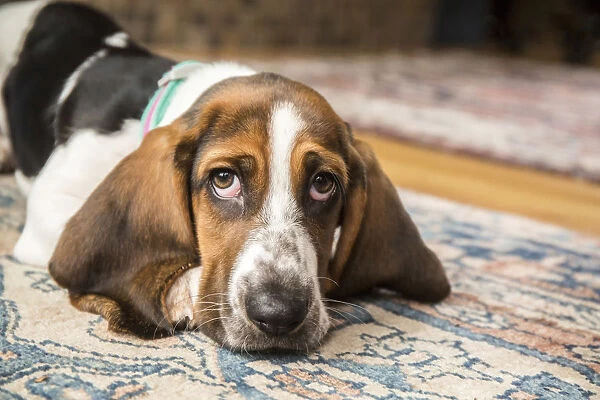 Three month old Basset puppy looking forlorn as she reclines on an area rug in (PR)