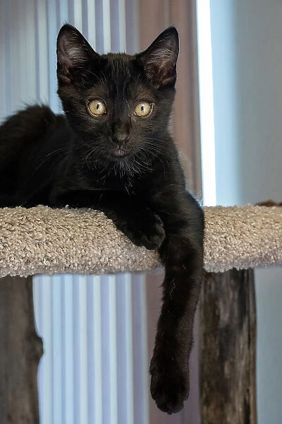 Two month old black kitten resting on a cat tower
