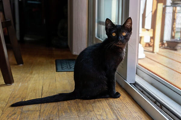 Two month old black kitten sitting by a sliding glass door (PR)