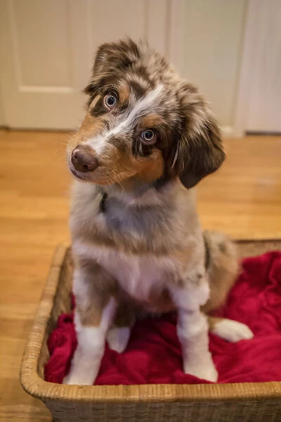 Four month old Red Merle Australian Shepherd puppy sitting in a basket with her head cocked