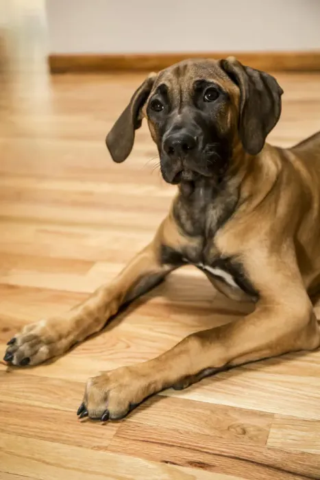 Framed Print : Four month old Rhodesian Ridgeback puppy reclining on a wooden floor. (PR) Framed Print : Four month old Rhodesian Ridgeback puppy reclining on a wooden floor. (PR)